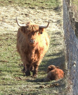 Blue Ridge Fergus a highland bull out standing in his field