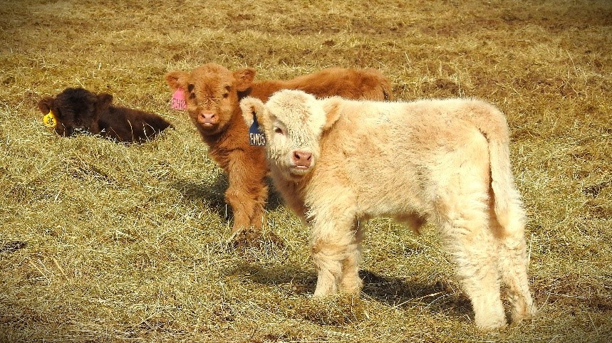Issue #37 – AI Calves and a Set of Twins!!