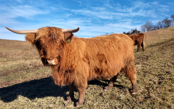 Ruby the Highland cow at pasture