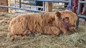 Sad Highland calf being weaned from mother lying down in hay while halter training