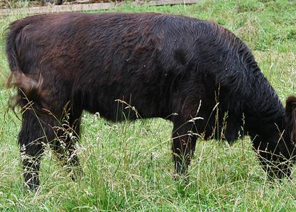 Shallow bodied 3 year old Highland cow