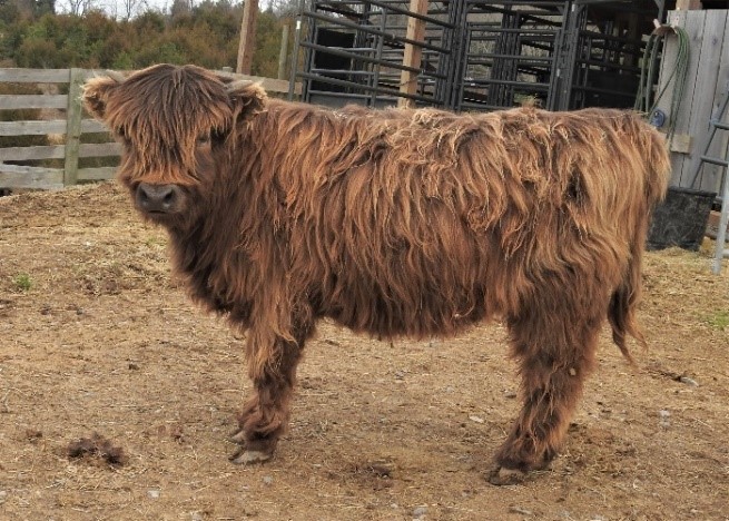 A Highland heifer calf with red fur and horns just peaking out at about 6 months old