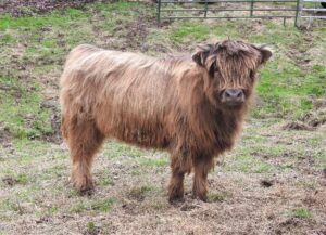 Shamrock Highland calf