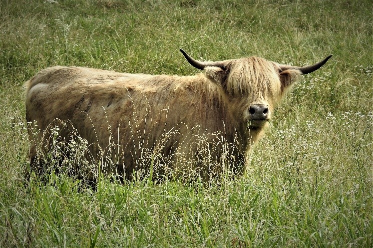 Large silver colored Highland cow in tall green grass