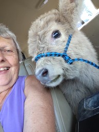 Silver Highland calf riding in the back seat of pickup truck