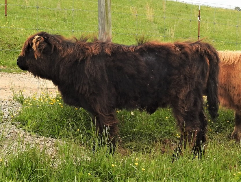 Black Highland calf at 6 months with blond and red highlights