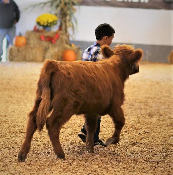 Six month old Highland heifer in the show ring