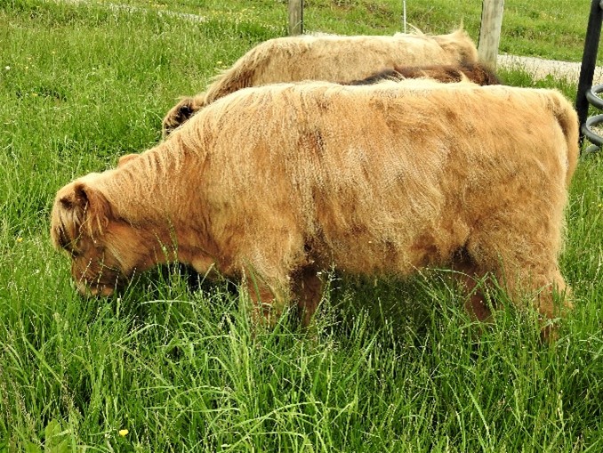 Six month old yellow Highland bull calf dining on lush grass