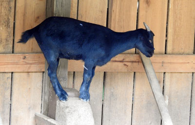 Small Goat Climbing In Barn