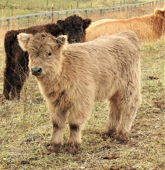 Incredibly cute silver Highland calf