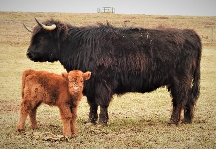 Red baby heifer calf with her larger mature black Highland mother