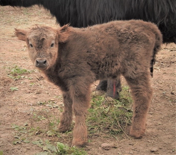 Baby Highland cow newly born and already cleaned up and dried off