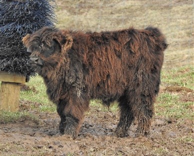 Small fluffy black Highland steer calf named Koal