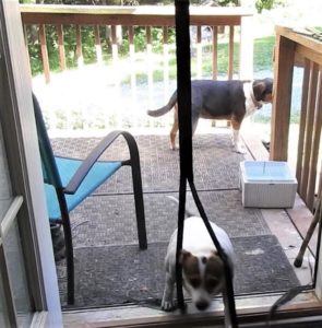 Split screen dog doors letting rescue puppies into the house