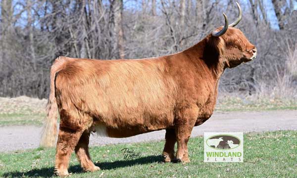 Summit Ranch Shaelyn, a Highland cow, daughter of Ruger