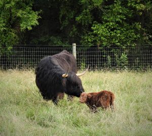 Mother cow with baby of the Highland Cattle variety