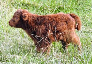 Baby Highland bull with blue eyes and red fur