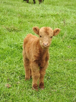 The most adorable red Highland calf ever