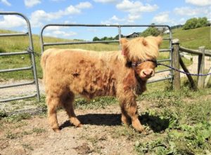Thick dossan on a yellow Highland calf being halter trained