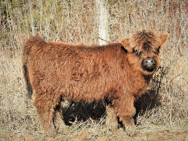Three month old heifer calf in winter pasture