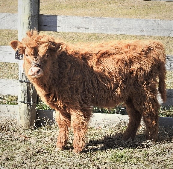 Three month old yellow Highland calf standing by a farm fence