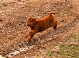 A tiny Highland calf running captured mid-leap