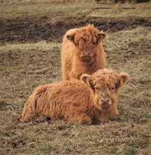 Two Highland bull calves at pasture one standing one sitting