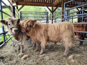 Two Highland calves being halter trained in a barn tied to gate