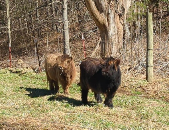 Two young Highland heifer calves walk alongside the fenceline by the edge of the woods