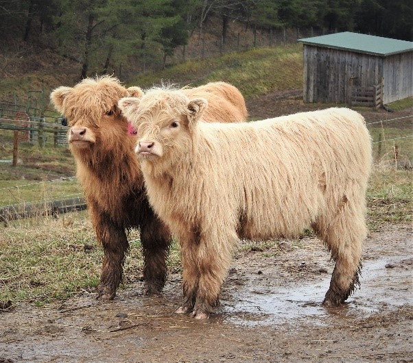 Two cute Highland calves with muddy stockings
