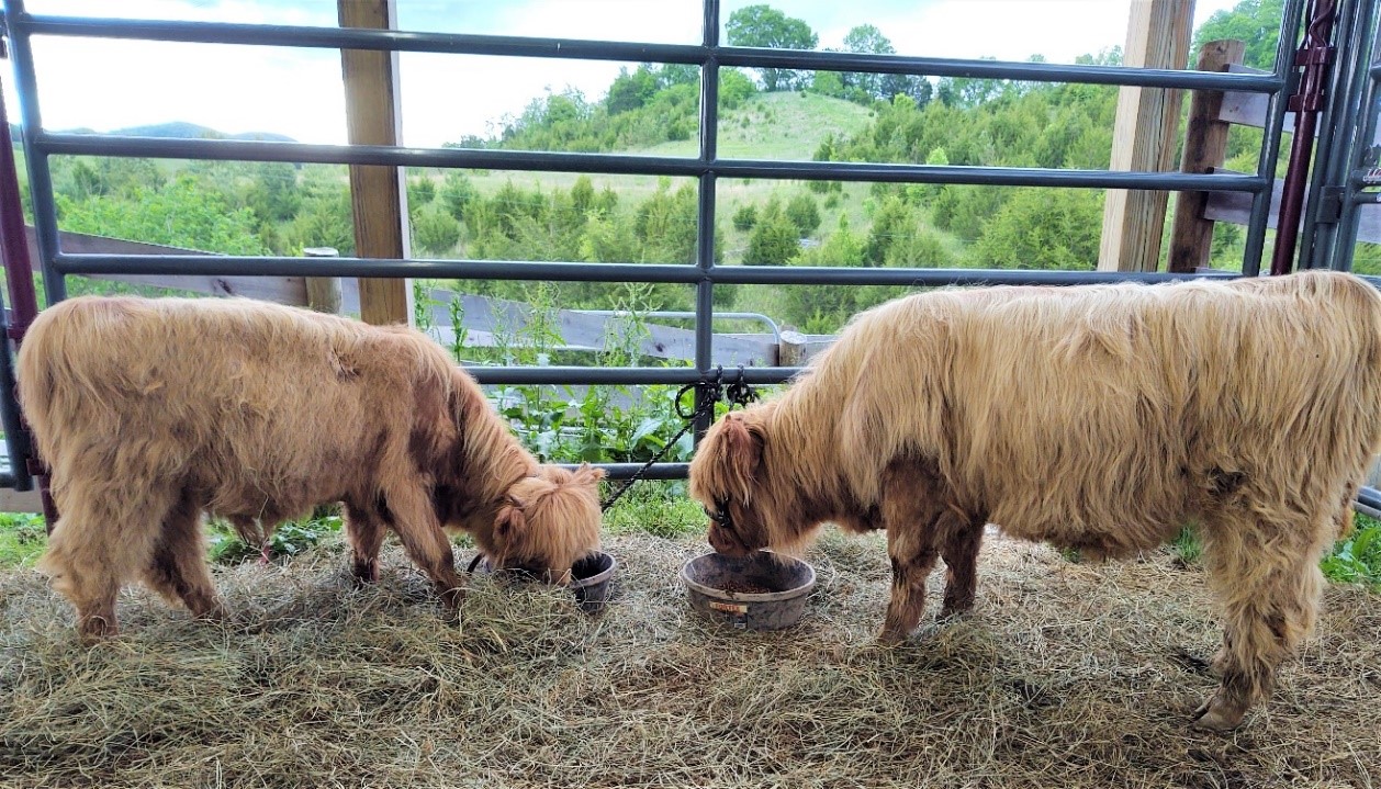 Two highland calves about the same age, the one on the left the result of early breeding and noticeably smaller
