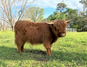 Two year old Highland steer in pasture with distant trees