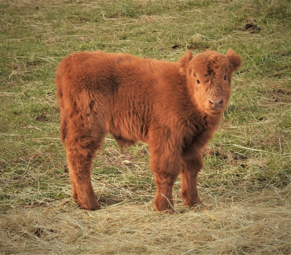 Very young red Highland calf