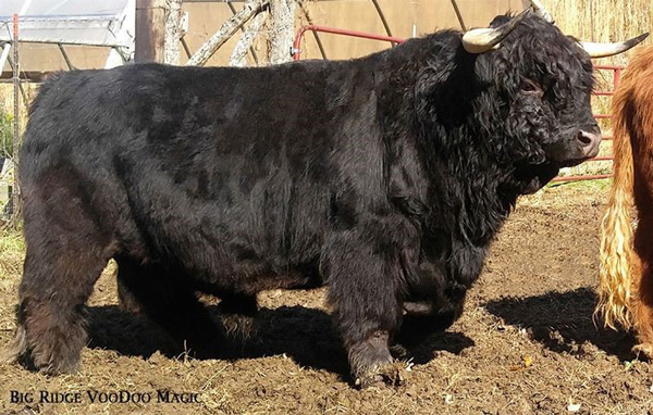 Big Ridge VooDoo Magic an award winning black Highland bull