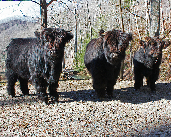 Three Highland cattle weanlings sired by Big Ridge Voodoo Magic