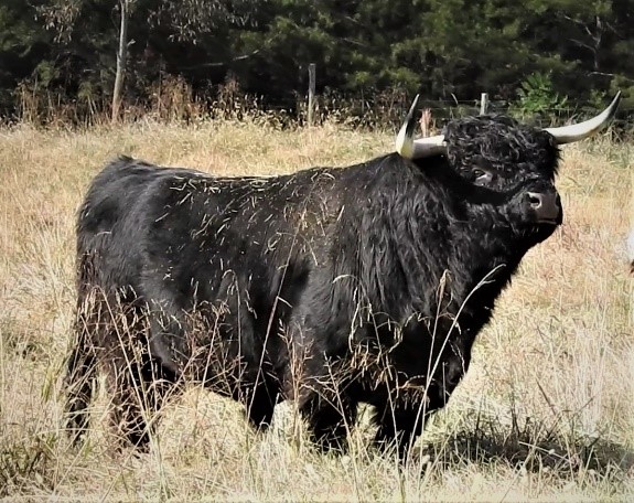 Award winning Highland Bull, Voodoo Magic
