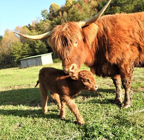 WKA Annie Get Your Gun Highland cow and her heifer calf Elm Hollow's Kassidy