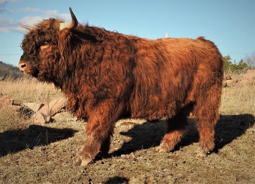 WKA Braxton Highland bull in field