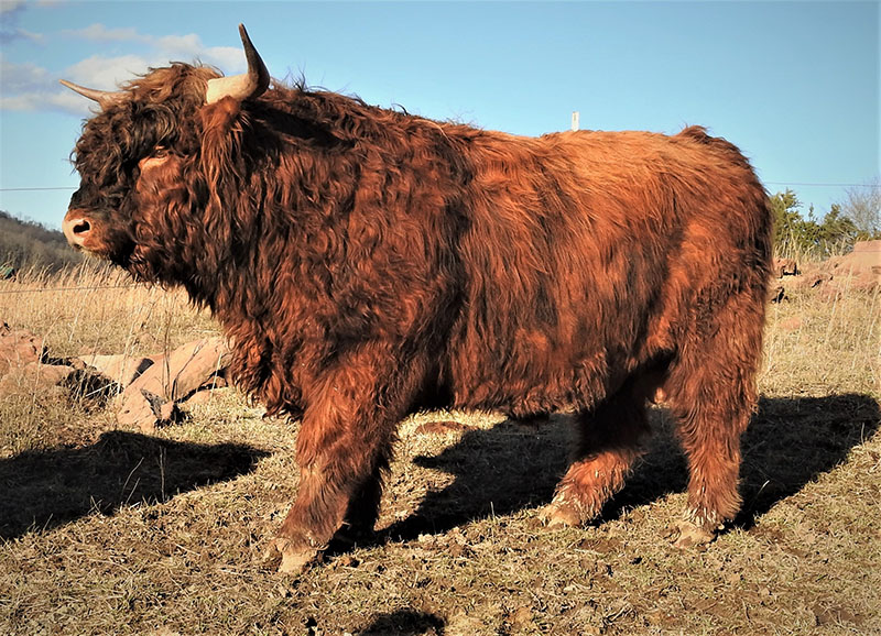 WKA Braxton Highland Bull