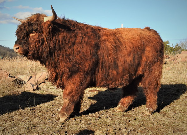 Profile view of young red Highland bull with excellent breed standards conformation
