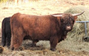 WKA Braxton Highland Bull