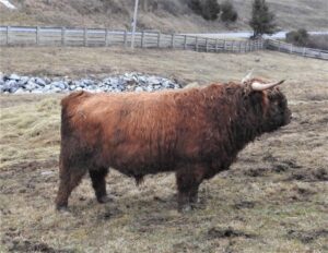 WKA Braxton highland bull