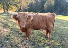 Issue #42 – Elm Hollow Classifieds Now Available