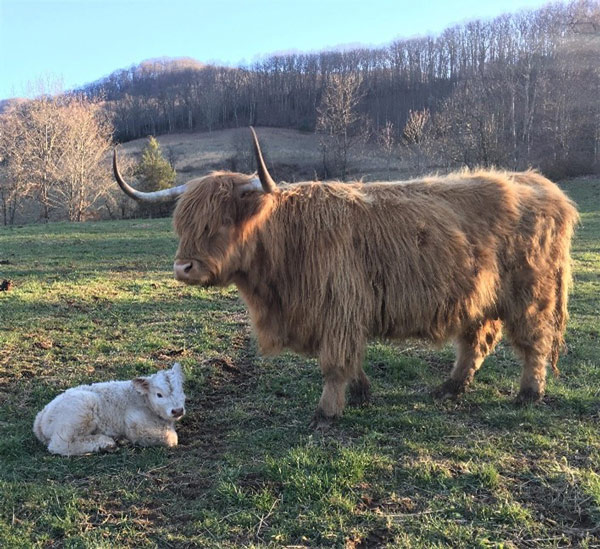 Very young white Highland bull calf shown lying near mother