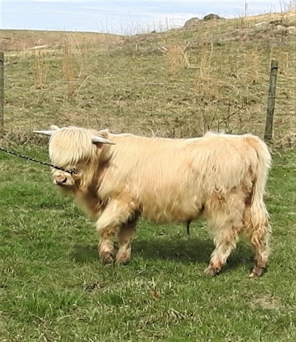 White Highland bull Rockhouse Maverick standing in pasture shown in profile