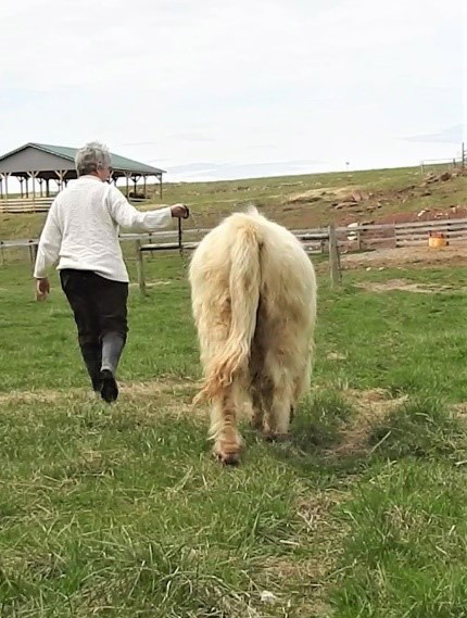 Nancy Geller leading white Highland bull thru pasture on a halter