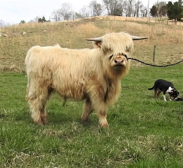 White Highland bull Rockhouse Maverick on a halter