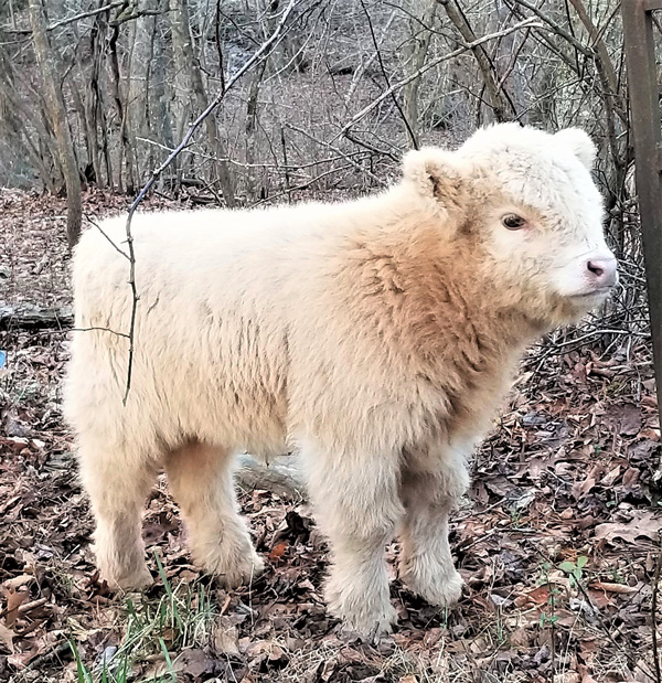 White Highland calf in the winter forest on bed of leaves