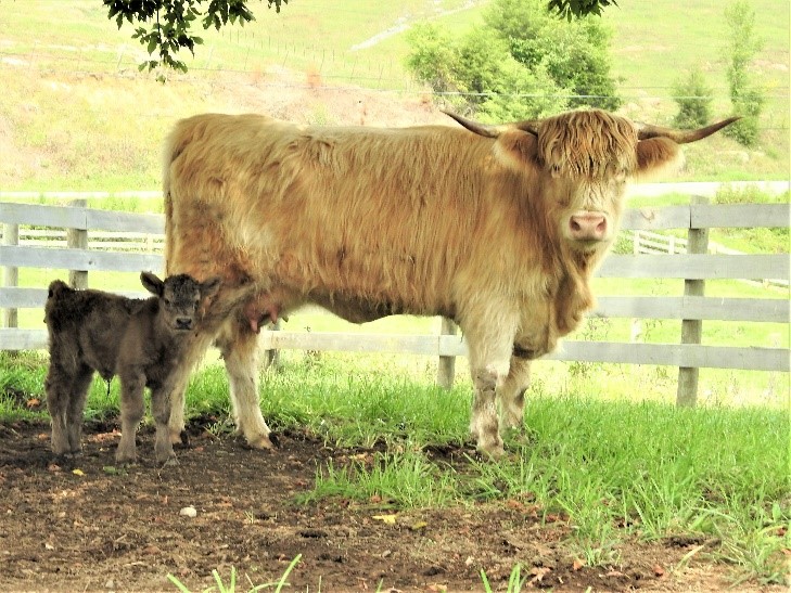 White Highland cow with her dun colored calf