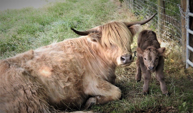 White Highland cow lying down nuzzling her newborn silver calf